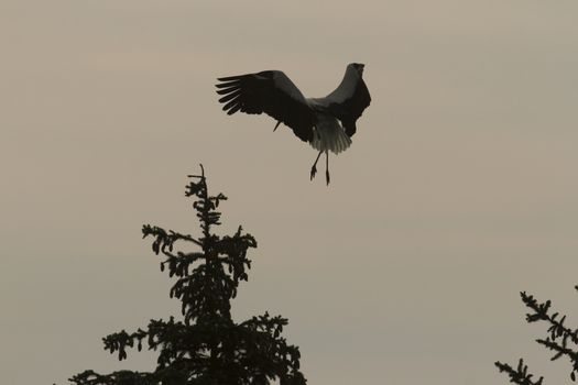 storks on green grass in sunny day, nature series