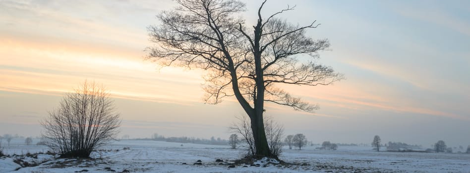 old big tree on color background with blue sky, nature series