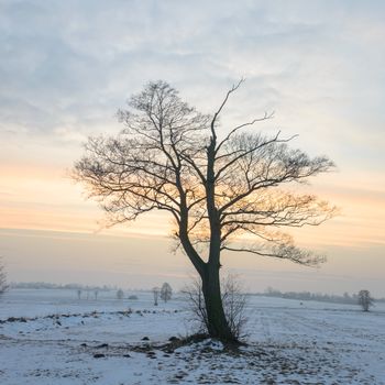 old big tree on color background with blue sky, nature series