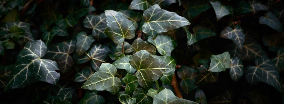 plants for natural background, nature series