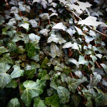 plants for natural background, nature series