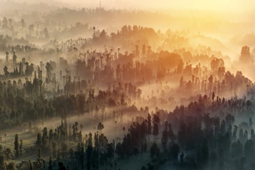 Coniferous Forest with sun beam at Bromo Tengger Semeru National Park, East Java, Indonesia.