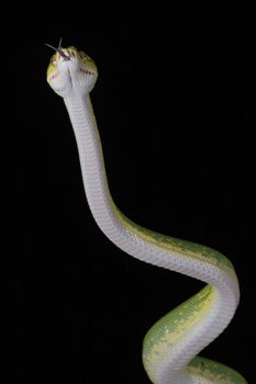 Close photograph of a green tree python standing raising head with tongue out showing underside in an upright vertical format against a black background