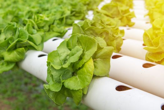 Organic hydroponic vegetable in the cultivation farm.