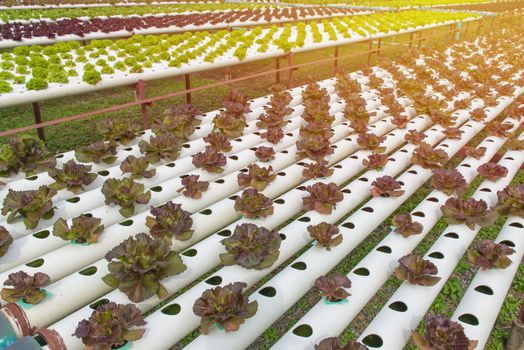 Organic hydroponic vegetable in the cultivation farm.