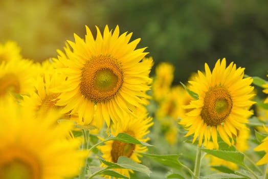 beautiful of Sunflower blooming in Sunflowers garden.