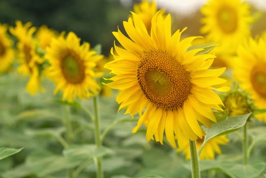 beautiful of Sunflower blooming in Sunflowers garden.