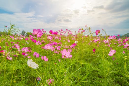 Cosmos colorful flower in the beautiful garden.