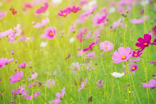 Cosmos colorful flower in the beautiful garden.