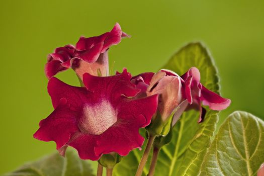 Red gloxinia flowers  on the green background