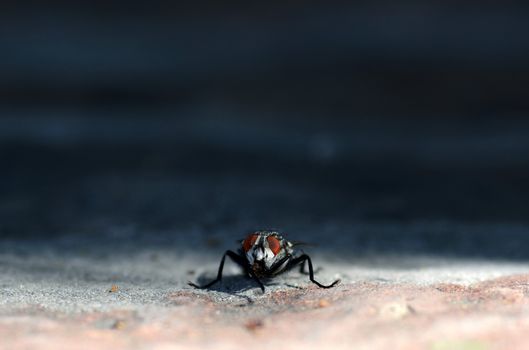 Close up view of small fly standing on the sun
