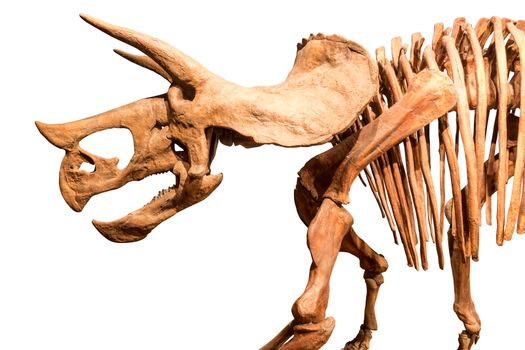 Skeleton of Triceratops . isolate background .