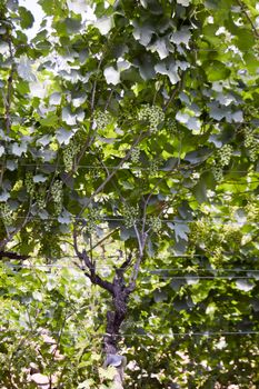 Bunch of white grapes on a vineyard in dolomites in Italy