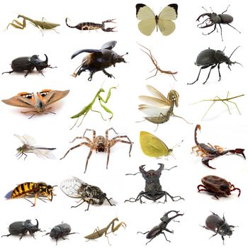 group of european insects in front of white background