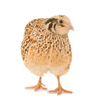 japanese quail  in front of white background