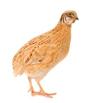 japanese quail  in front of white background