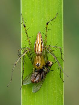 Image of oxyopidae spider going to eat fly on green leaves. Insect Animal (Java Lynx Spider / Oxyopes cf. Javanus)