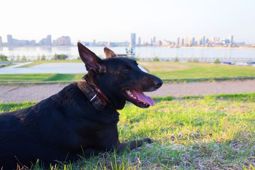 happy black dog with tongue in a city park