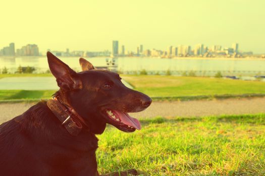 happy black dog with tongue in a city park