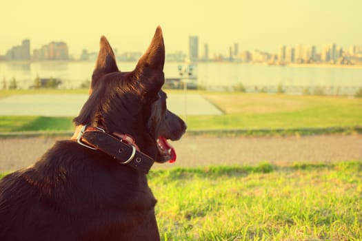 happy black dog with tongue in a city park