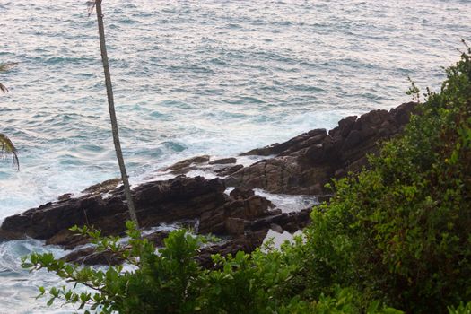 One Palm Tree Against ocean With Copy Space