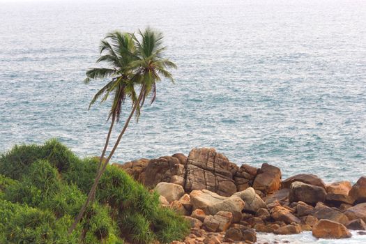 One Palm Tree Against ocean With Copy Space