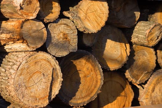 closeup of chopped firewood in warm sunlight