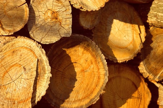 closeup of chopped firewood in warm sunlight