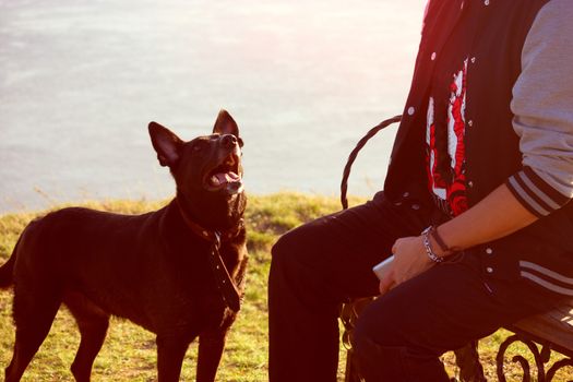 black dog looking on man, waiting for a command or a toy