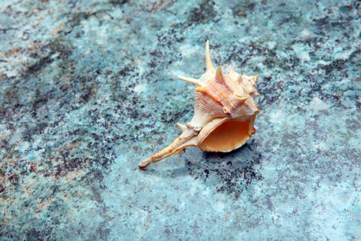 Sea shell Studio quality marble texture