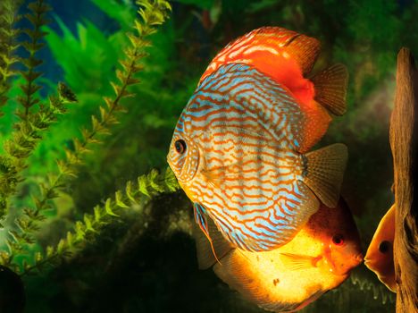 Discus - Symphysodon close-up. Freshwater fish of the Amazon