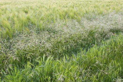 Three different cereal crops growing in field in East Sussex, England