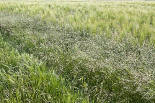 Three different cereal crops growing in field in East Sussex, England