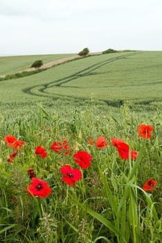 Poppies growing beside a wheat field in England