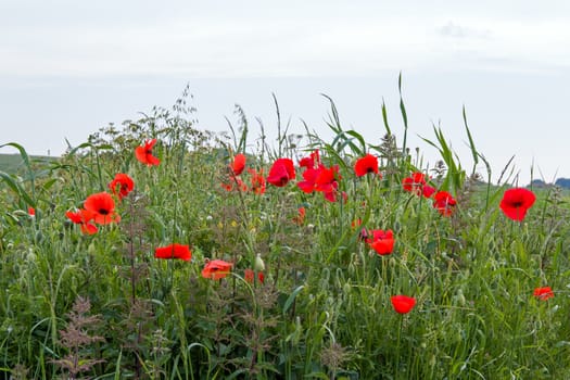 Poppies growing on the South Downs in East Sussex, England.