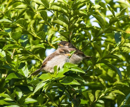 House Sparrow fledglings in Privet hedge