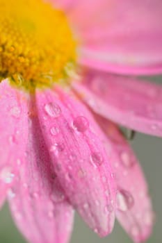 Macro texture of pink colored Daisy flowers with water droplets in vertical frame