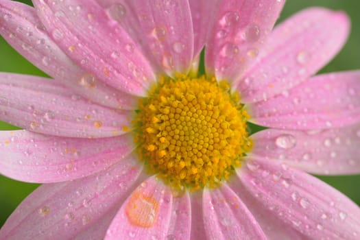 Macro texture of pink colored Daisy flowers with water droplets in horizontal frame