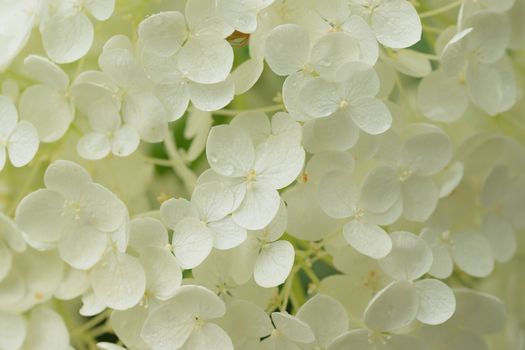 Macro texture of white colored Hydrangea flowers with water droplets in horizontal frame