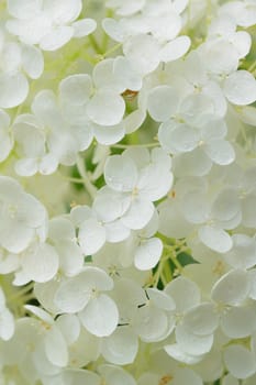 Macro texture of white colored Hydrangea flowers with water droplets in vertical frame