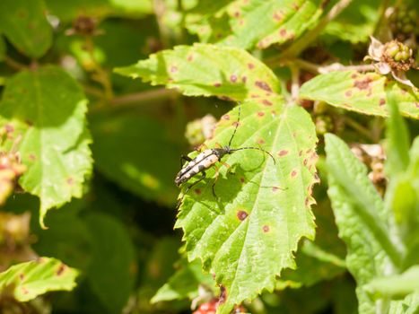 Black and Yellow Longhorn (Rutpela maculata or Strangalia maculata); Essex; UK