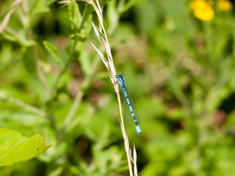 Common Blue Damselfly (Enallagma cyathigerum) on Grass Stem; Essex; UK