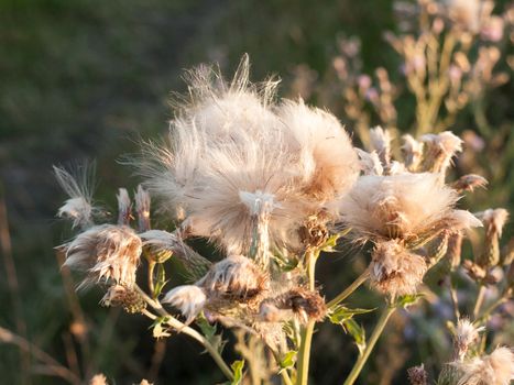 White Milk Thistle in Wind in Sunset; Essex; UK