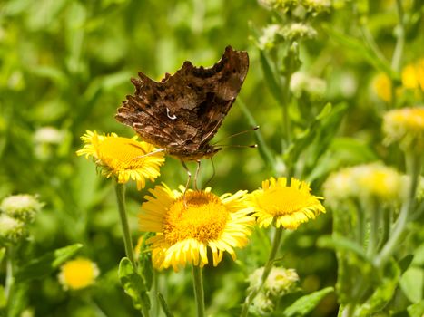 Closed Wing Comma Butterfly (Polygonia c-album) Close Up; Essex; UK