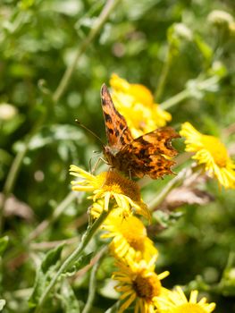 Comma Butterfly (Polygonia c-album) on Flower Outside Head, Eyes, and Antenna; Essex; UK