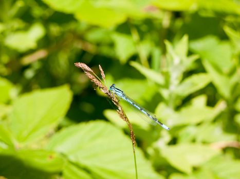 Common Blue Damselfly (Enallagma cyathigerum) on Grass Stem; Essex; UK