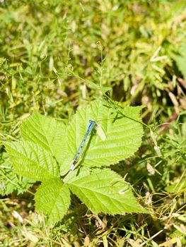 Common Blue Damselfly (Enallagma cyathigerum) on Leaf; Essex; UK