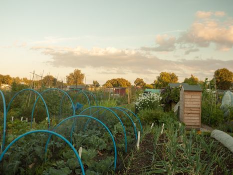 Community Allotment Growing in the Summer No People; Essex; UK