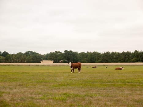 Cows in a Farmer's Field on An Overcast Day; Essex; UK