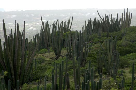 Landscape of cactus hill during cloudy day